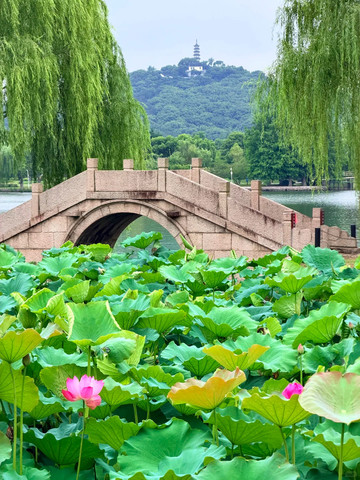 蘇州｜「石湖公園」の蓮の開花情報 。 | Trip.com 蘇州