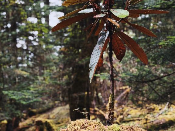 The Laoyaoshan Grand Loop is definitely the best value hiking route in Yunnan.