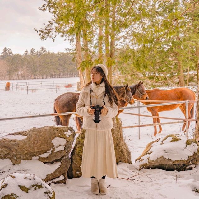❄️눈쌓인길 나무사이로 산책가능한곳 [제주, 샤이니숲길]🌲