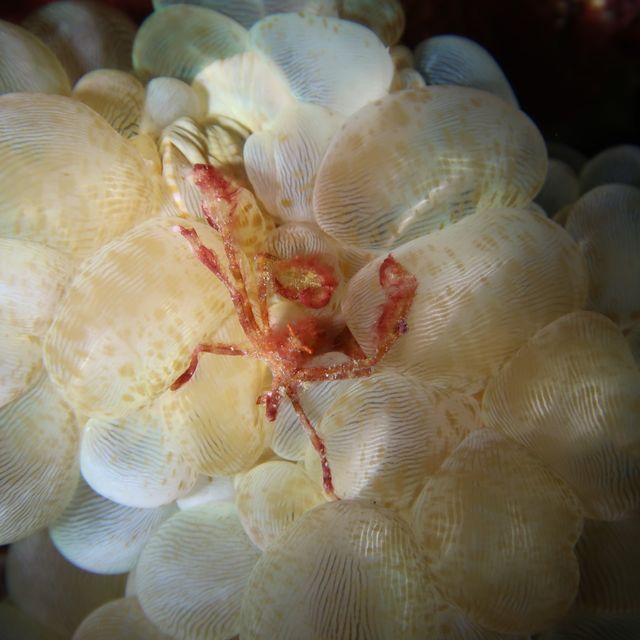 diving in white beach @bohol 