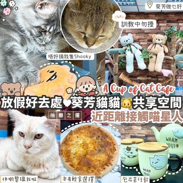 🐱葵芳1500呎貓貓共享空間