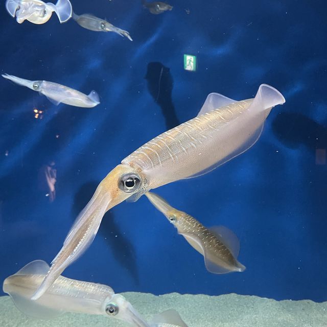 🇯🇵福岡東區海之中道 海洋世界與魚同游🐠