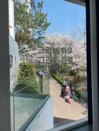 석촌호수 벚꽃 명소🌸포토존📸