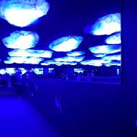 海遊館　「北極圏」来場者を覗きにくるワモンアザラシ