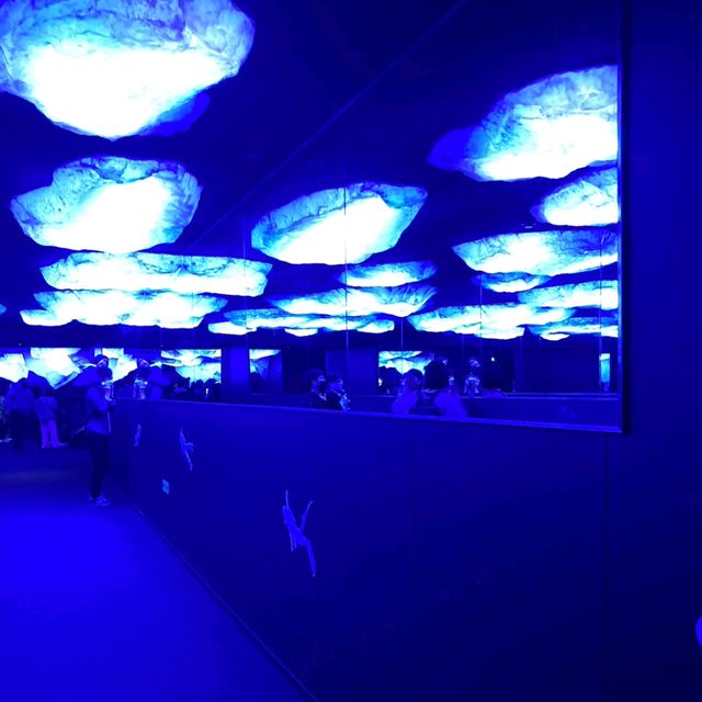 海遊館　「北極圏」来場者を覗きにくるワモンアザラシ