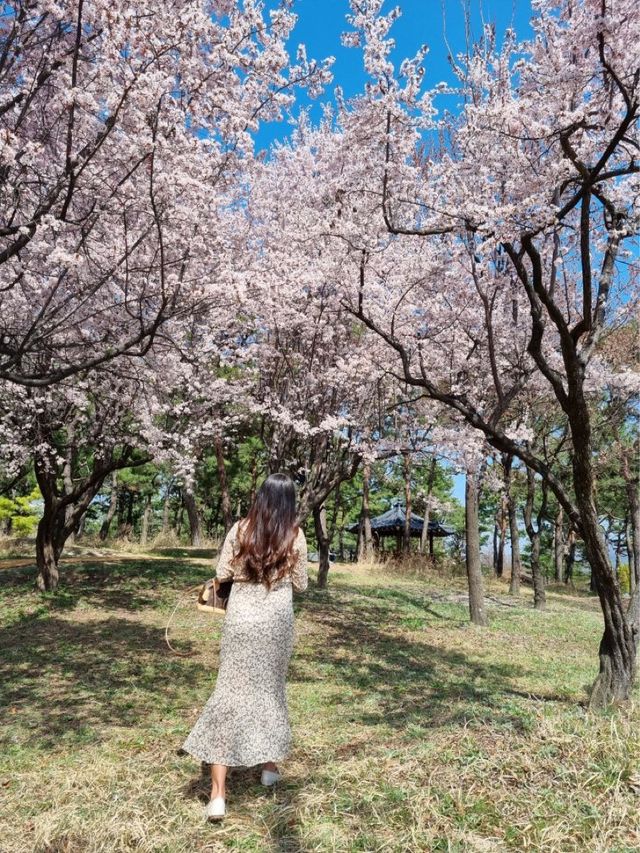 대전 봄꽃의 성지는 바로 여기! 한밭수목원🌼