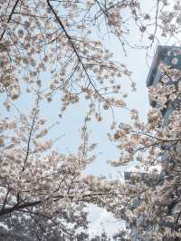 一生に一度は行ってほしい！日本橋の桜並木