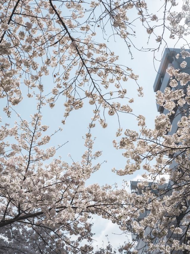 一生に一度は行ってほしい！日本橋の桜並木