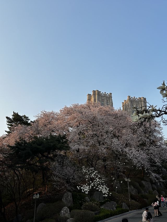 꽃놀이 명소 경희랜드! 