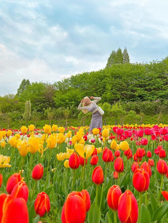 알록달록 너무 예쁜 튤립 스팟🌷