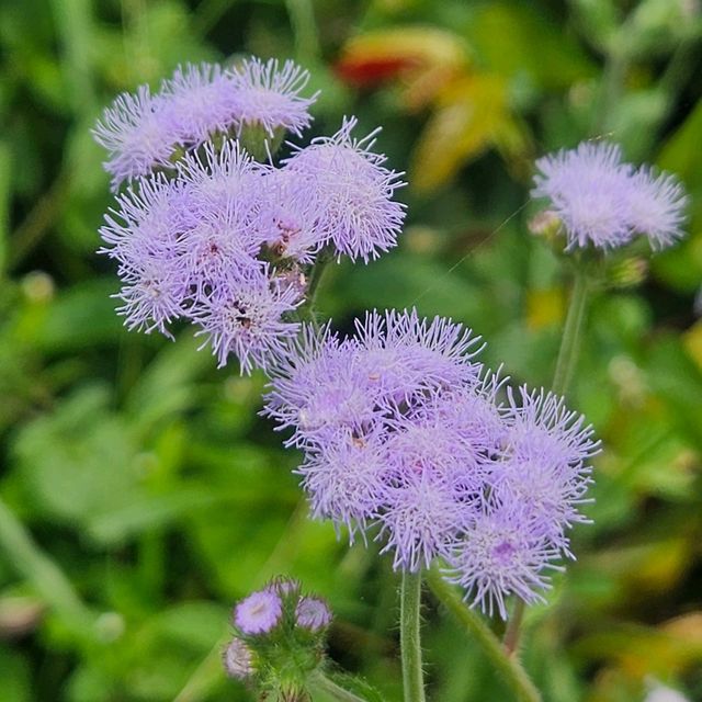 尋找鳳眼藍的芳蹤