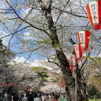 東京超大熱鬧賞櫻🌸地