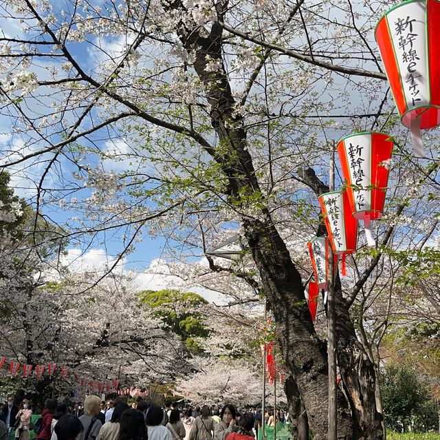 東京超大熱鬧賞櫻🌸地