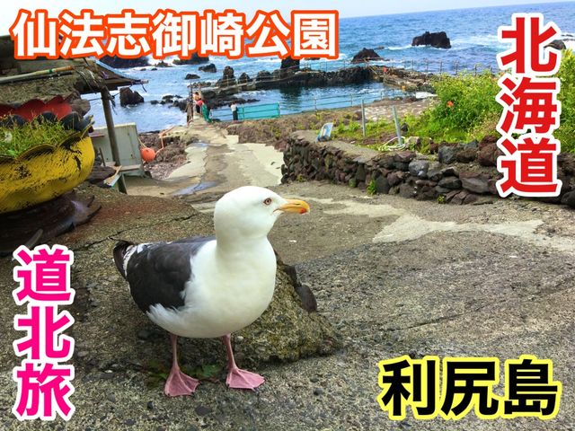 北海道　北海道観光　利尻島の絶対外せない観光スポット 仙法志御崎公園でアザラシに会ってきた！