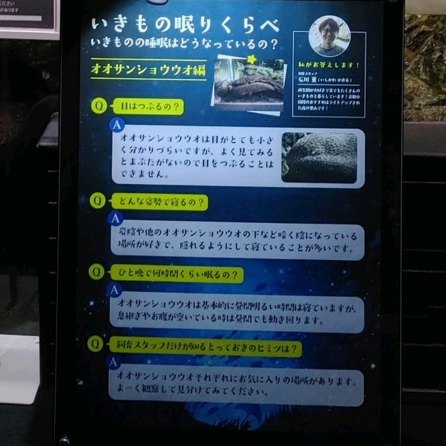 海の生き物ってどうやって眠るの？　夜の京都水族館