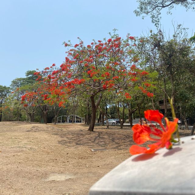 高雄景點 龍貓隧道
