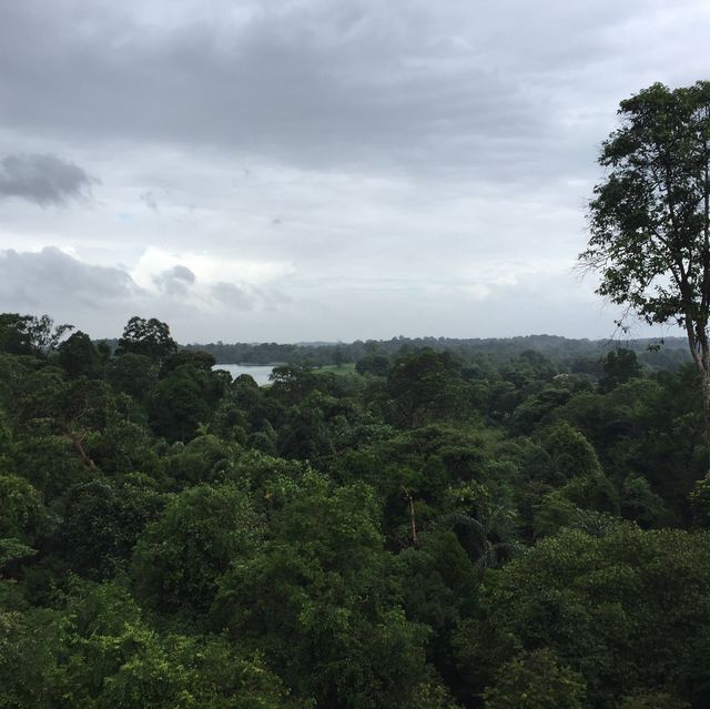 星加坡另類體驗🌲麥裏芝自然步道