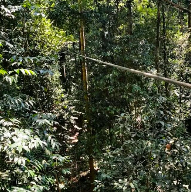 BEST FOREST ADVENTURE IN MELAKA.