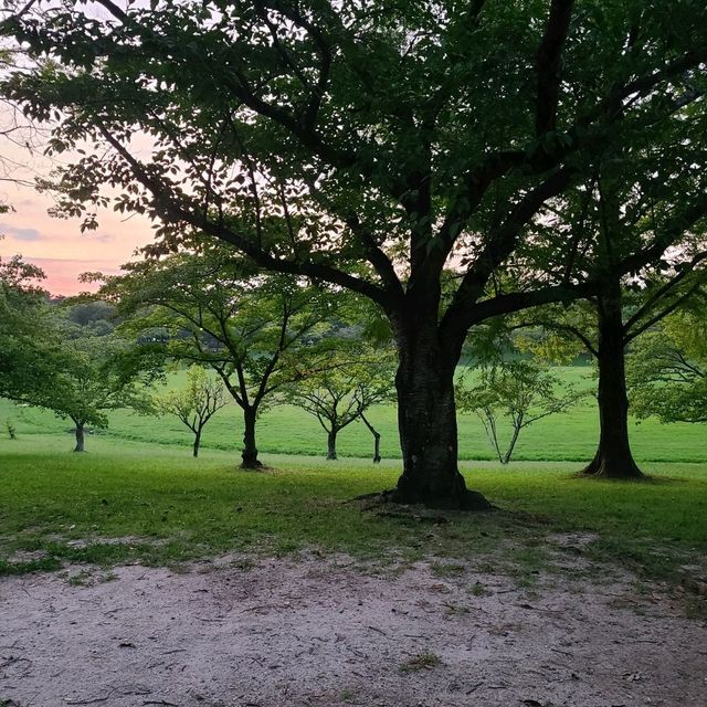 【福岡／春日】のんびり散歩するにはこの公園