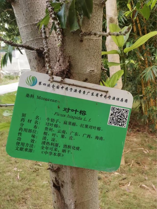 中醫的秘密🌿📚💫 廣東中醫藥博物館