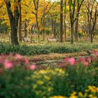 Autumn Festival Daegu Arboretum 