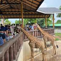 Sriayuthaya Lion Park - ศรีอยุธยา ไลอ้อน ปาร์ค 