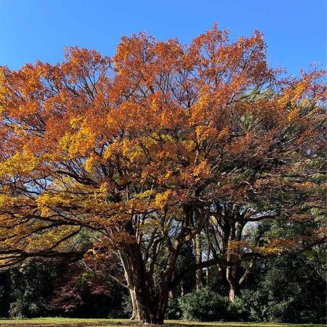 東京最有人氣的宗教勝地 ─明治神宮