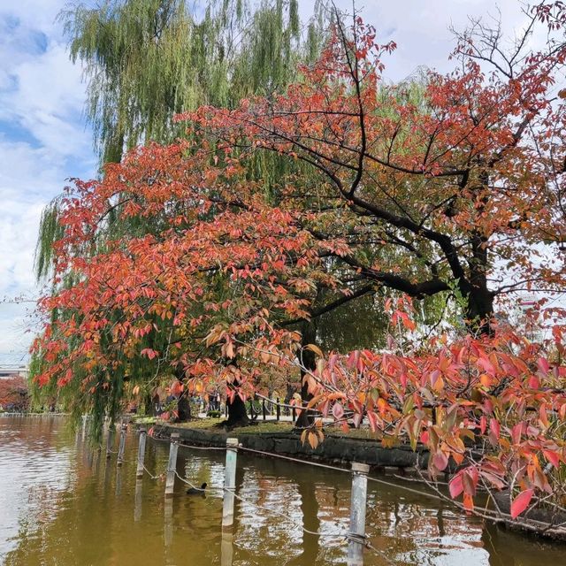 Exploring the Beauty of Ueno Park in Tokyo