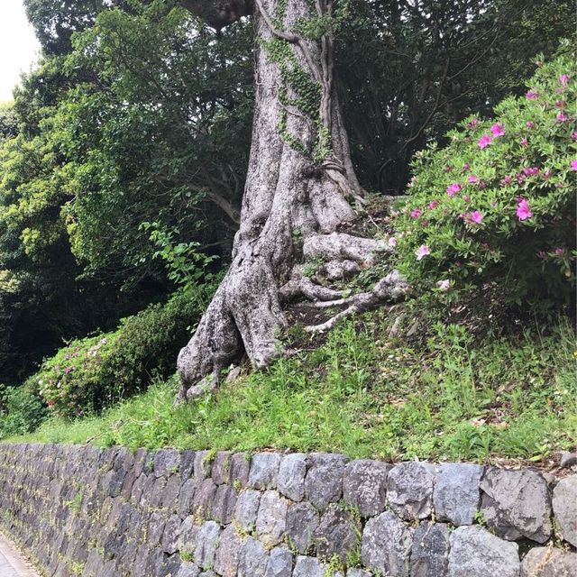 【金沢城】石垣を巡る