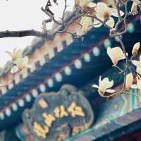 圓明園的玉蘭花