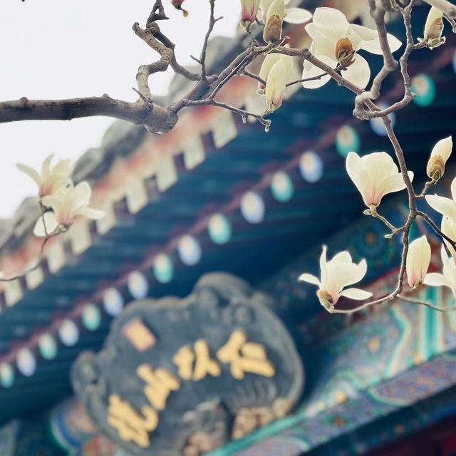 圓明園的玉蘭花