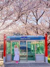 남해 벚꽃명소 4