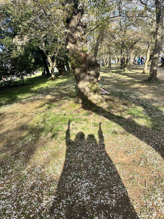 미국에도 벚꽃 있다! 워싱턴 타이들 베이슨🌸