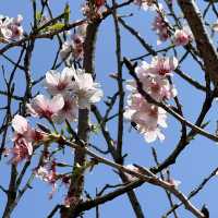 城市綠洲賞花