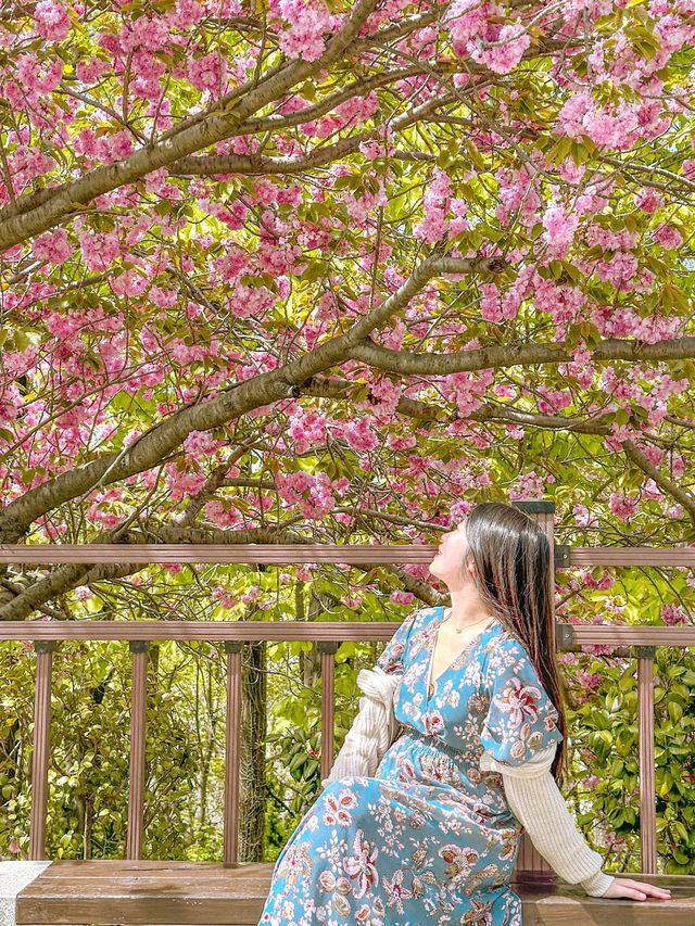 🌸부산 No.1 겹벚꽃 명소🌸