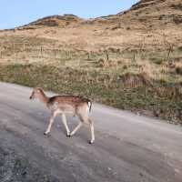 Deer Park Heights Queenstown