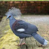 Bird Safari in the Middle of Kuala Lumpur!