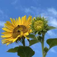 Let Sunflower lead a garden tour 
