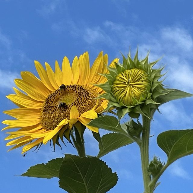 Let Sunflower lead a garden tour 