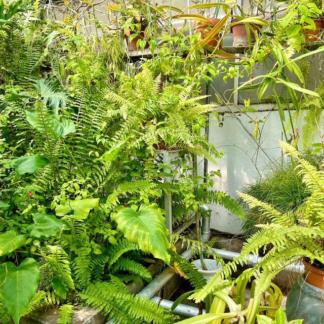 【熱川バナナワニ園】たくさんの熱帯植物に癒される