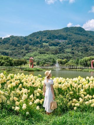 The Dongjeongho European Hydrangea in full bloom at this moment🌿