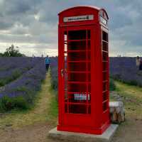 INCREDIBLE PURPLE PARADISE IN LONDON!