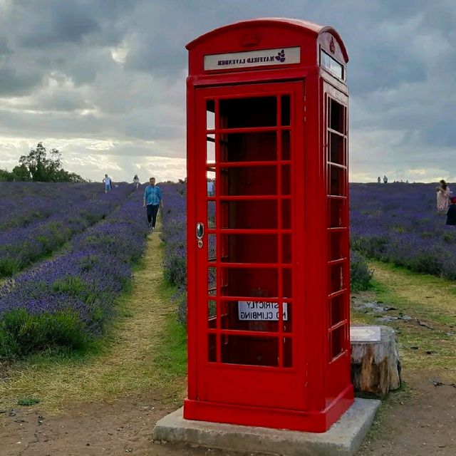 INCREDIBLE PURPLE PARADISE IN LONDON!