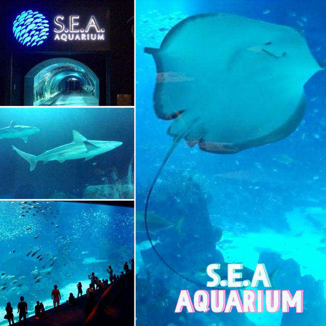 SEA Aquarium - Fascinating place 🐠🐬🐋