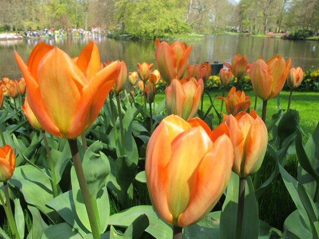 IT'S BLOOMING SEASON IN KEUKENHOF NETHERLANDS