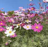 《福岡》四季折々の草花が楽しめるオススメSPOT🌼