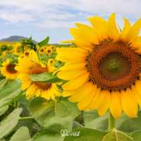 หนาวนี้ไปเที่ยวเขาใหญ่ ต้องแวะชมทานตะวันที่ไร่มณีศร