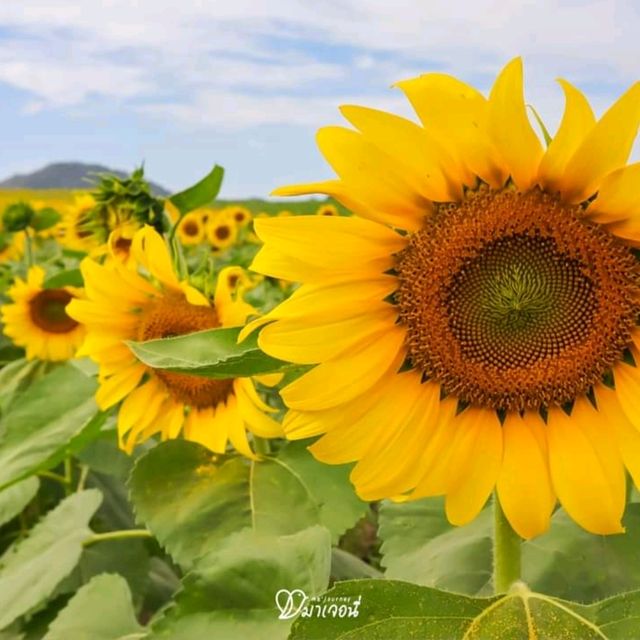 หนาวนี้ไปเที่ยวเขาใหญ่ ต้องแวะชมทานตะวันที่ไร่มณีศร