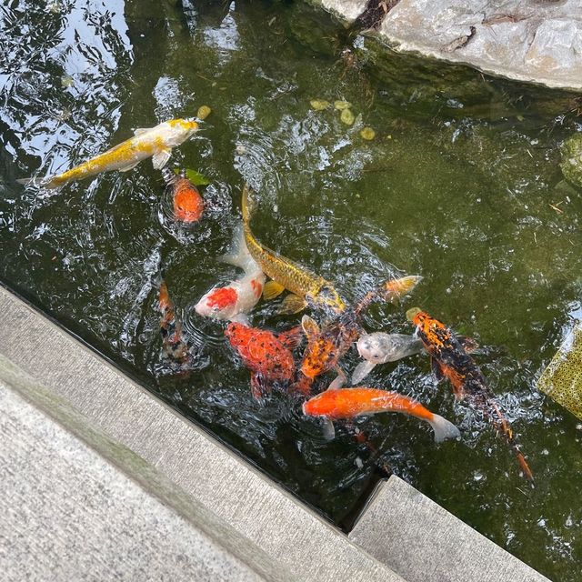 春天嚟啦～鳥語花香～嘆個茶～
