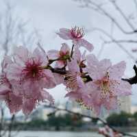 季節限定··沙田好去處